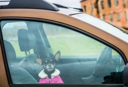 SPCA warns of winter danger for pets in vehicles