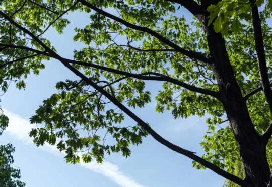 Tree removal from Moncton park
