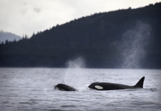 Nova Scotia whale sanctuary project gets major funding boost, still awaiting approval