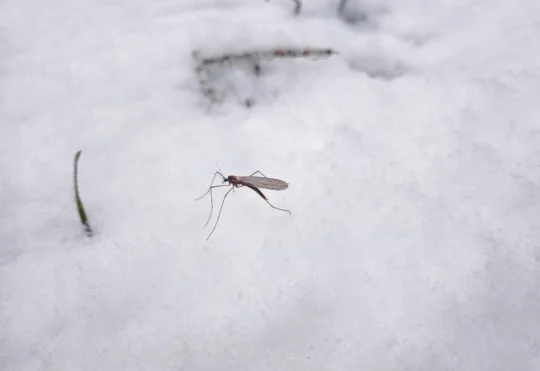 The role of climate change in shaping insect dynamics in N.B.