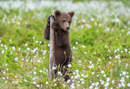 Bear cub spotted on Dobson Trail