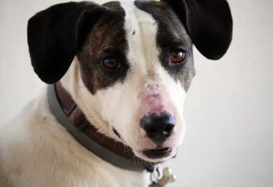 Dogs across N.S. will get nap time at SPCA’s