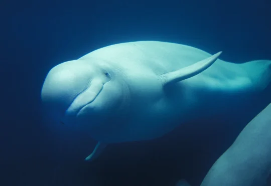 N.S. whale sanctuary plans moving forward