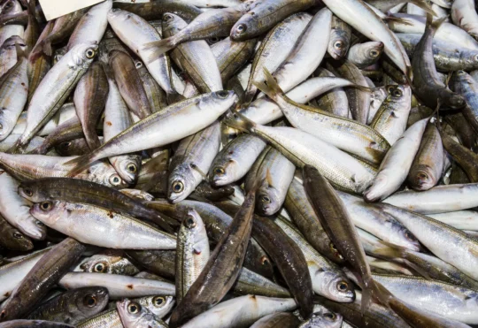 Fishing for new opportunities overseas