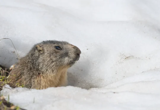 Groundhogs and a lobster make their predictions