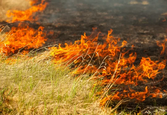 RCMP, DNR investigating ‘intentional’ grass fires near Oxford