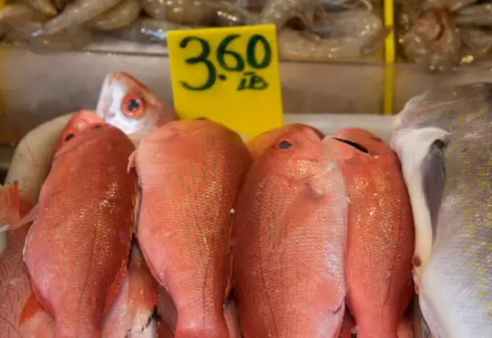 Commercial redfish operations to resume after 30 year moratorium