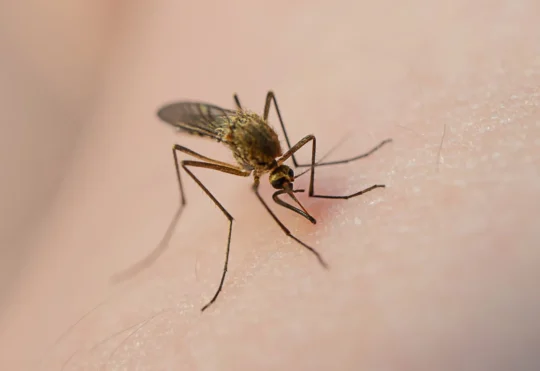 Mosquito forecast: medium to high this long weekend