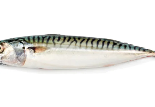 Mackerel personal fishery reopening in Atlantic Canada, Quebec