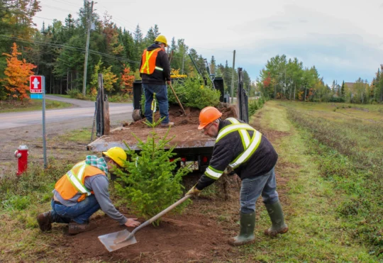Dieppe’s tree bylaw marks over a year of positive impact