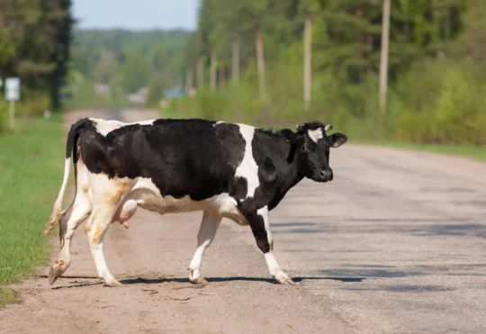 Animal road related incidents rise in PEI