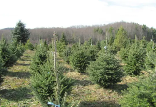 Green Christmas in New Brunswick?