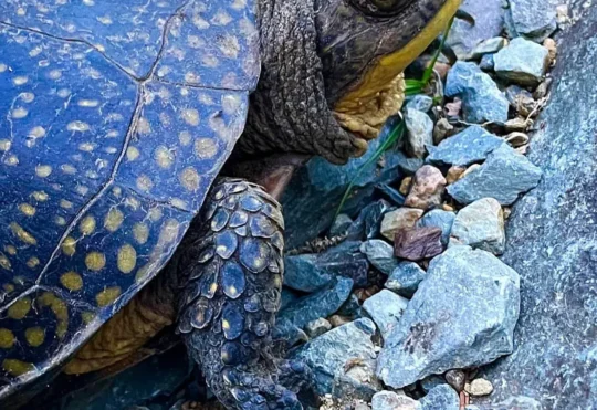 Turtle nesting season has arrived