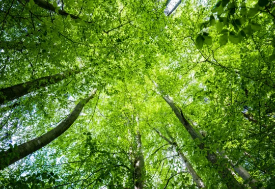 Conservation group says federal budget fails on environment