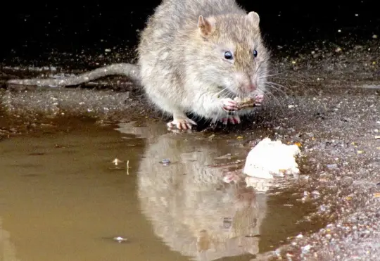 Top 15 ‘rattiest’ cities in Eastern Canada unveiled
