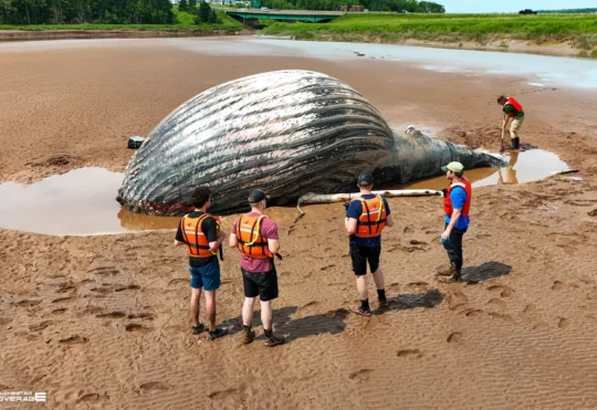 Dead humpback whale beached along Shubenacadie River