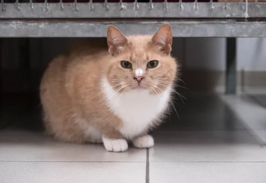 SPCA vet bill assistance program expanding in New Brunswick