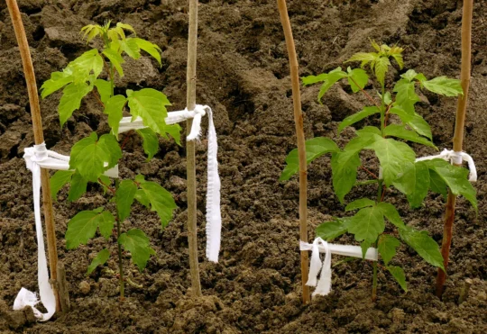 MODL to give away 1,000 trees