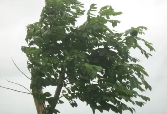 Thousands lose power in N.B. due to high winds and rain