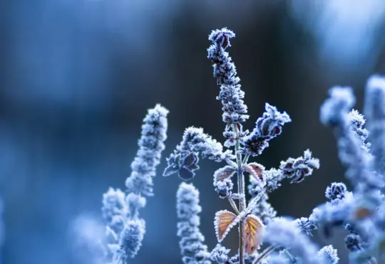 Colder weather on the way for January after mild December: Weather Network