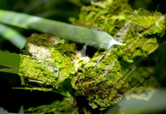 Five shops hit in latest N.S. cannabis crackdown