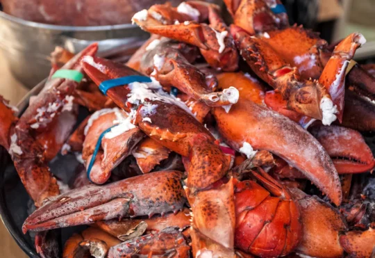 Lobster Crawl launches search for its 2026 Lob’STAR ambassador