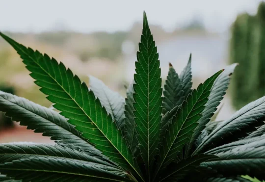 Another First Nation speaks out over cannabis crackdown