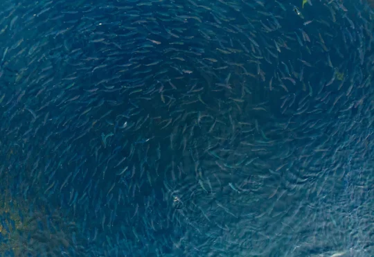 Hearings to expand fish farm operations in Queens County begin