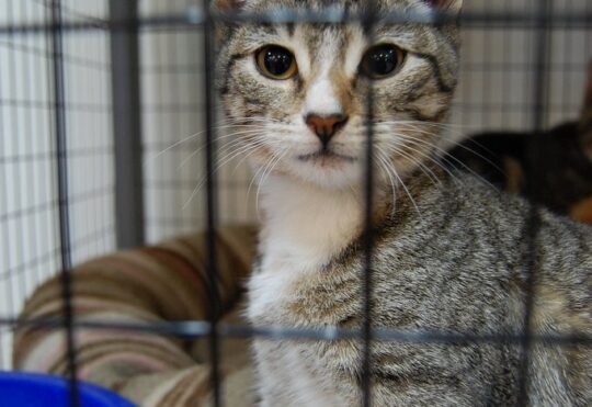 NDP says pet-evictions on the rise in N.S.