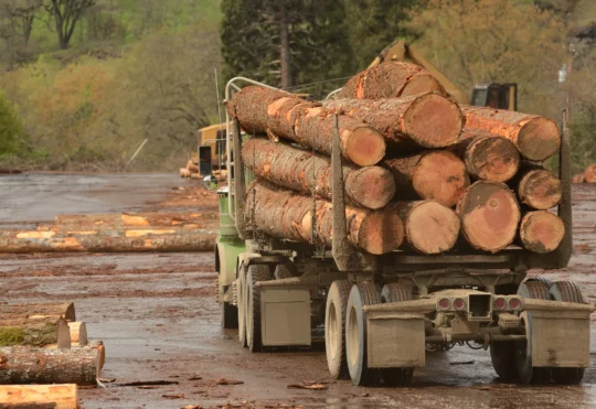 Details on possible Liverpool pulp mill expected in March