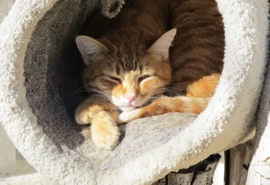SPCA urges protection of pets during heat wave