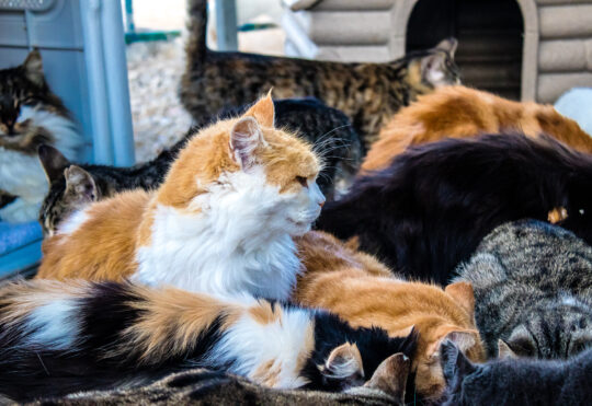 Funding issues forces SPCA to pause program to neuter stray cats