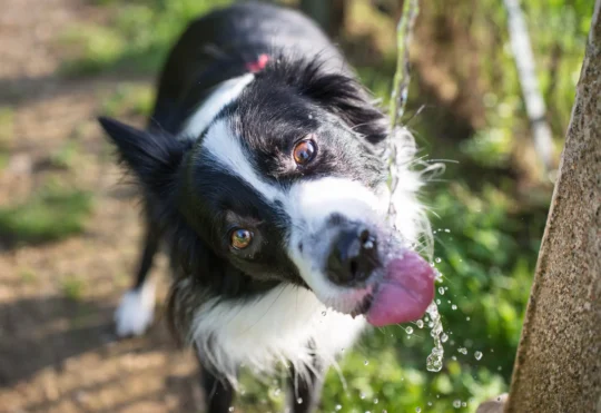 Protecting your pets and livestock from the heat
