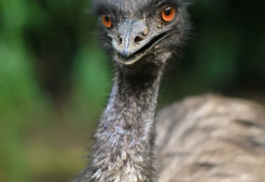 Roaming Emu in East Hants