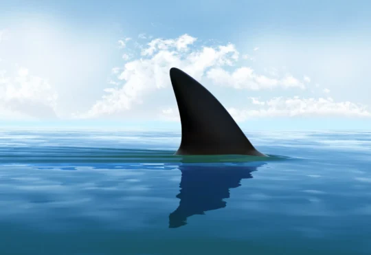 Swimmers cleared from Queensland Beach after fin sighting