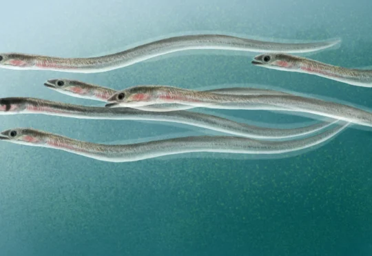 Challenges facing elver fishers as season opens