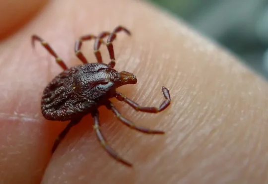 Protect yourself from ticks while enjoying nature