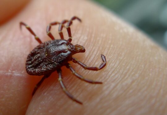 Treating tick bites has been great addition to N.B. health plan: pharmacists