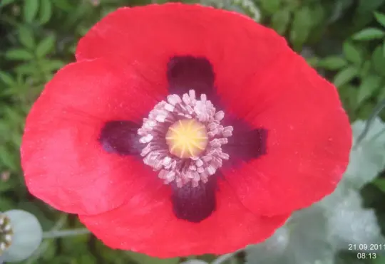 Remembrance Day ceremonies in Greater Moncton