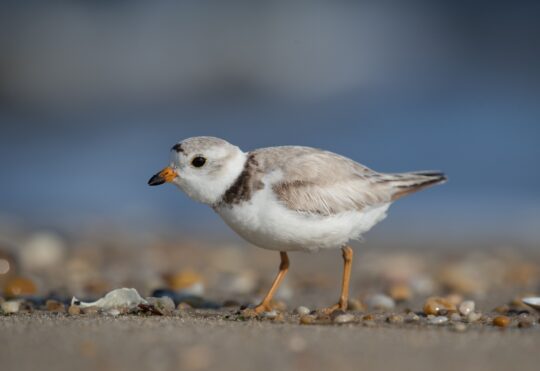 Environmentalists claim win in fight to protect endangered shorebirds in Nova Scotia