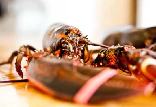 Catches down as southwest N.S. lobster season heads to Spring
