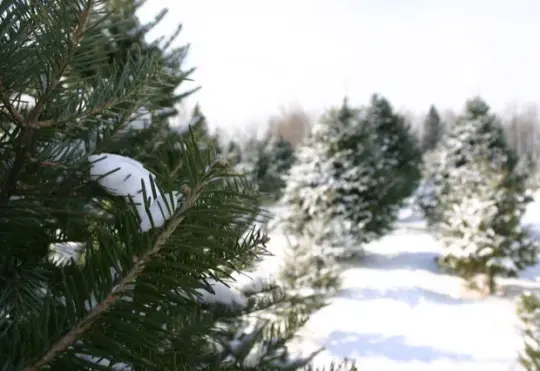 Busy month so far for Christmas tree farms