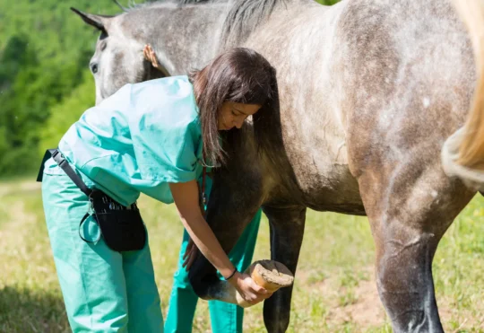 New agreement with N.S. and UPEI will secure 24 veterinarian seats for Nova Scotians