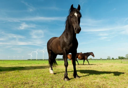 Sioux Lookout youth helps name new federal police horse