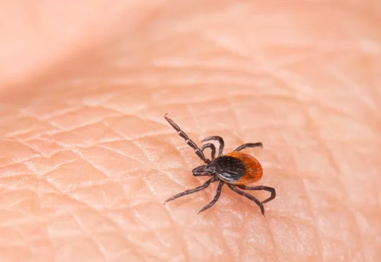 Lyme Awareness Month highlights rising tick risks and how to protect yourself