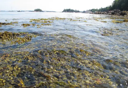Date error derails rockweed harvesting plans in Lunenburg County