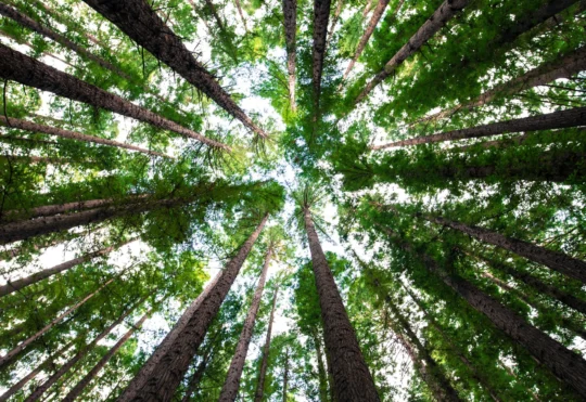 Hundreds of new trees and plants to improve Lake Superior’s shoreline