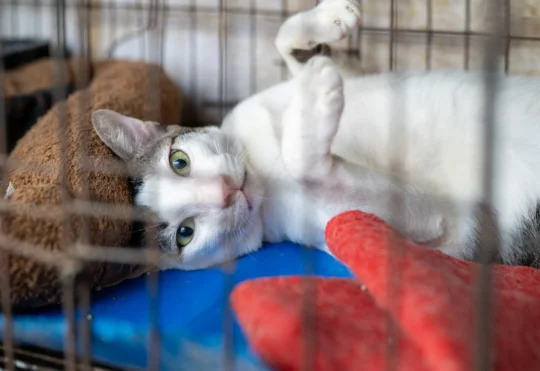 NBSPCA reports record animal protection calls, rising costs