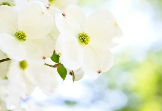 Queens County celebrates dogwood trees planted over 20 years ago