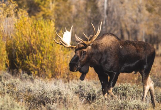 Resident moose hunt season begins Tuesday
